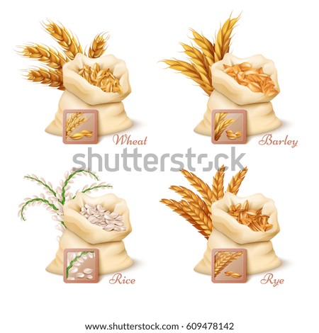 Agricultural cereals - wheat, barley, oat and rice vector. Set of sacks with grains oat and wheat, illustration of barley grain and rice