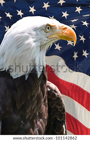 stock-photo-american-bald-eagle-with-the-flag-of-the-united-states-of-america-in-the-background-101142862.jpg