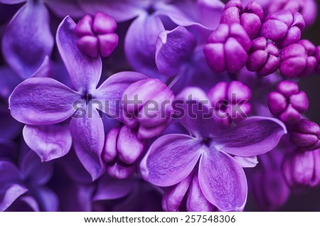 Macro image of spring lilac violet flowers, abstract soft floral background