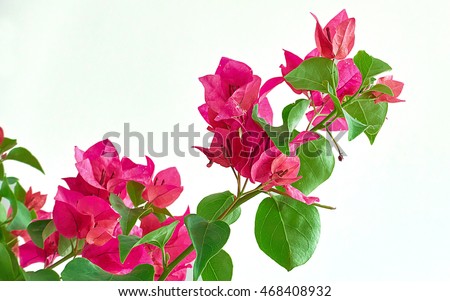 Bougainvillea Stock Photos, Royalty-Free Images & Vectors - Shutterstock