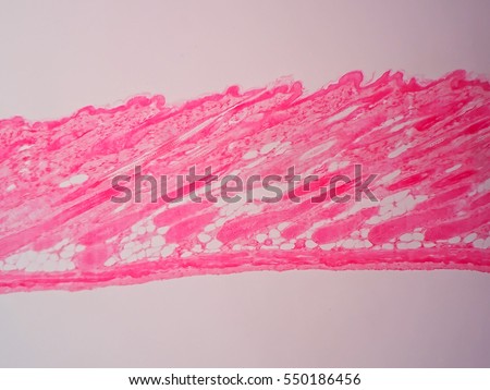 skin cells stock photos royalty free images vectors human skin layers stock images royalty free images vectors skin cells stock photos royalty free images vectors human skin layers stock images royalty free images vectors