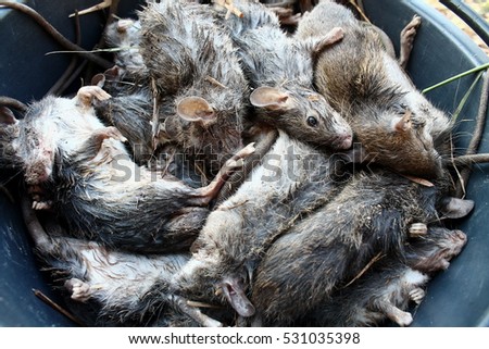 Dead Rats Stock Photo 531035398 - Shutterstock