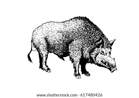 Hog Stock Images, Royalty-Free Images & Vectors | Shutterstock
