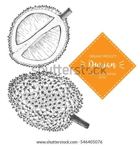 Vector illustration with durian sketch. Whole fruit and opened. Design elements.