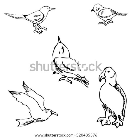 Vector Illustration Bird Design Set Made Stock Vector 37335565 