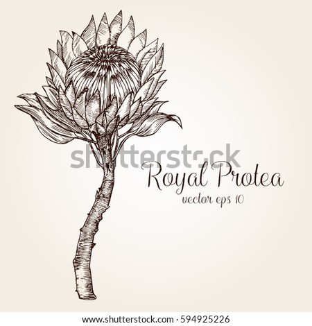 Protea Stock Illustrations, Images & Vectors | Shutterstock