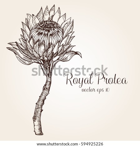 Protea Stock Images, Royalty-Free Images & Vectors | Shutterstock