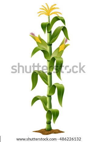 Corn Plant corn plant stock images, royalty-free images & vectors | shutterstock Corn Plant corn plant stock images, royalty-free images & vectors | shutterstock