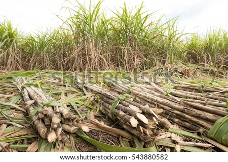 fresh sugarcane in garden.