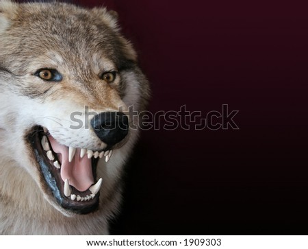 Wolf Fangs Stock Images, Royalty-Free Images & Vectors | Shutterstock