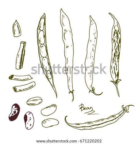 French Beans Stock Images, Royalty-Free Images & Vectors | Shutterstock