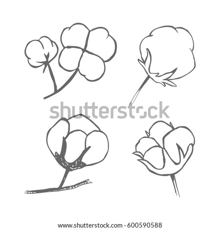 Vector Set Hand Draw Ink Cotton Stock Vector 600590588 - Shutterstock