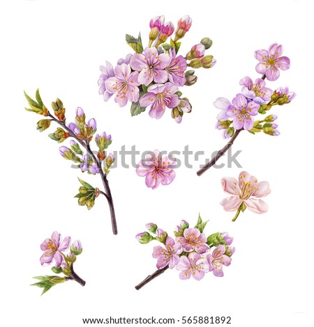 Botanical Stock Images, Royalty-Free Images & Vectors | Shutterstock