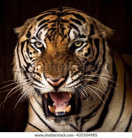 Tiger The Face Angry Tiger Portrait Stock Photo 435504985 - Shutterstock