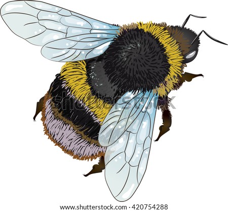 Furry Bumblebee Isolated On White Vector Stock Vector 420754288 ...