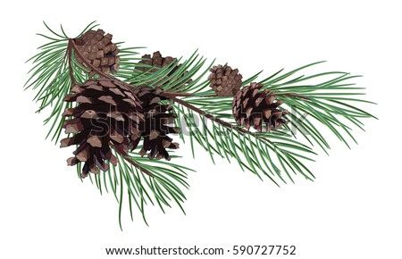 Pinecone Stock Images, Royalty-Free Images & Vectors | Shutterstock