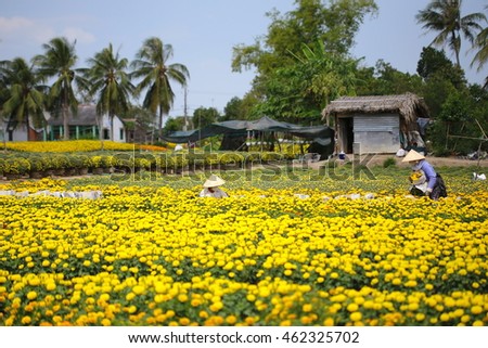 Sa Dec flower planting village, Dong Thap province, Vietnam - January 30, 2016: Local Farmer take care of Marigold flower pots for sell in the days before Vietnamese Tet holiday