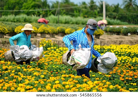 My Tho city, Vietnam - January 30, 2016: Vietnamese farmers are preparing covered daisy flower pots for trading in the spring fair, the days before Tet holiday