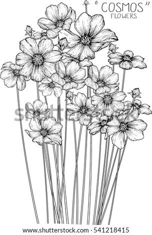 Cosmos Flowers Drawing Illustration Vector Clipart Stock Vector