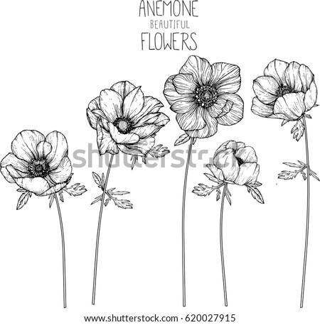 Anemone Flowers Drawing Vector Illustration Line Stock Vector 620027915 ...