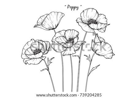 Poppy Flowers Drawing Lineart On White Stock Vector 739204285 ...