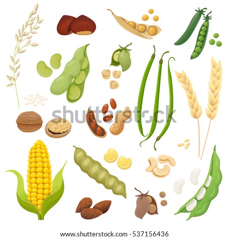 Cute and tasty legumes, grains and nuts collection. Vector illustration.