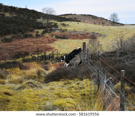 australian shepherd jumping fence dog fence jumping stock images royalty free images u0026 vectors australian shepherd jumping fence dog fence jumping stock images royalty free images u0026 vectors