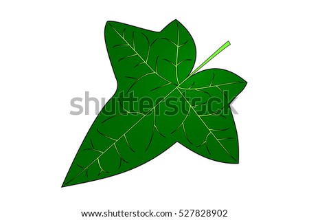 Ivy Ivy Leaf Vector Stock Vector 527828908 - Shutterstock