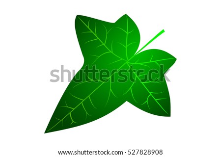 Image result for ivy leaf
