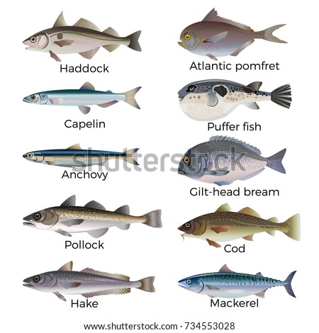Commercial Fish Species Vector Illustration Isolated Stock Vector ...