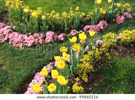 Ottoman Tulip Stock Photos, Images, & Pictures | Shutterstock
