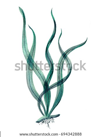 watercolor illustration transparent sheets bluegreen algae stock algae sheets