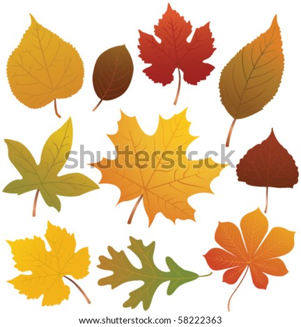 Autumn leaves