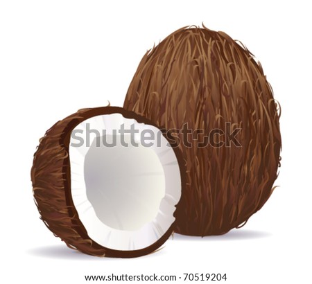 Coconut. Vector.