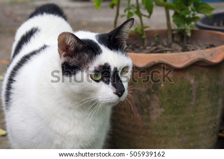 Siamese Cat White Chubby Cat Fat Stock Photo 505939162 ...