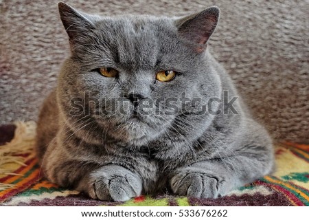 Fat Cat Stock Images Royalty Free Images Vectors 