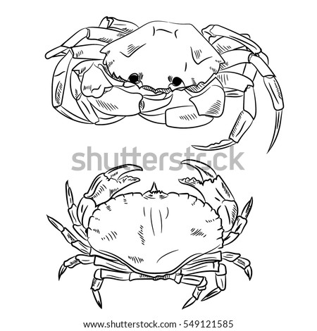 Download Crab Vector Illustration Cartoon Style Isolated Stock ...