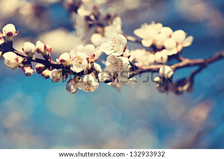 Vintage photo of white apricot tree flowers in spring
