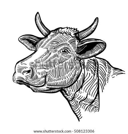 Cow Head Graphic Style Vintage Vector Stock Vector 468604793 - Shutterstock