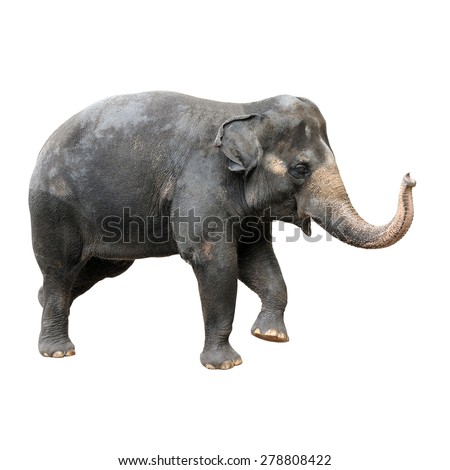 Asian Elephants Stock Photos, Images, & Pictures | Shutterstock