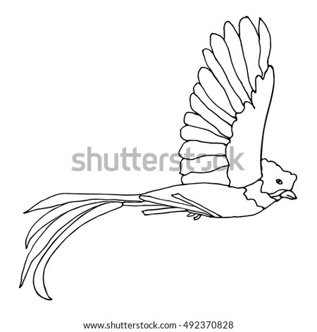 Quetzal Bird Stock Vector 492370828 - Shutterstock