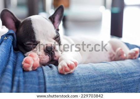 French Bulldog Puppy Stock Photos, Images, & Pictures | Shutterstock