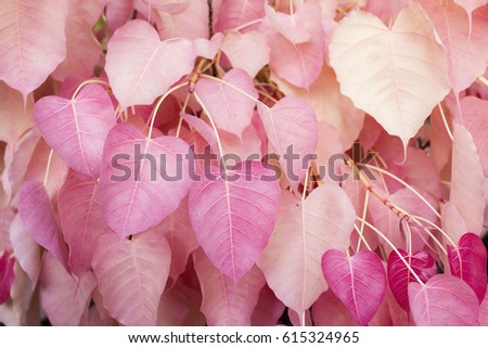 Bodhi Tree Pink Color Leaves Sacred Fig Shape Like A Heart Amazing Thailand