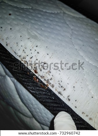 bed bug eggs