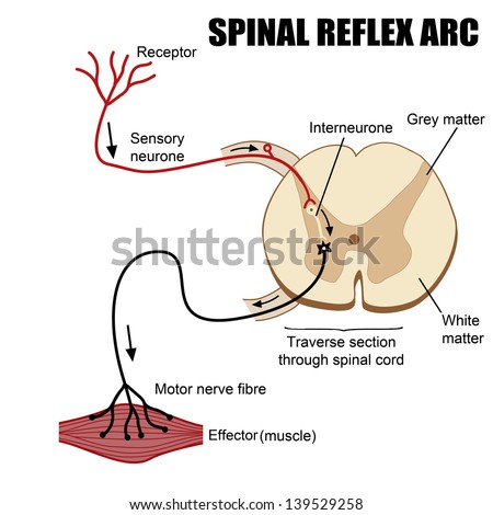 Reflex Arc Diagram To Label Choice Image - How To Guide 