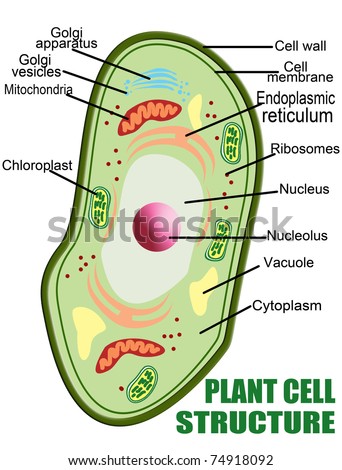 Plant cell Stock Photos, Images, & Pictures | Shutterstock