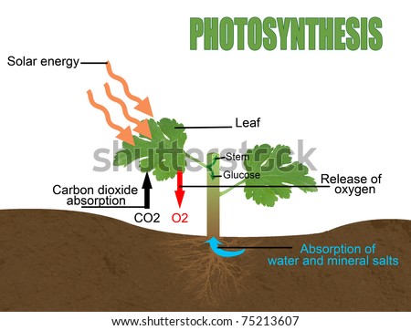 Photosynthesis Stock Images, Royalty-Free Images & Vectors | Shutterstock