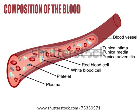 White Blood Cells Stock Photos, Images, & Pictures | Shutterstock