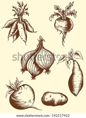 Set of vector vintage hand drawn roots