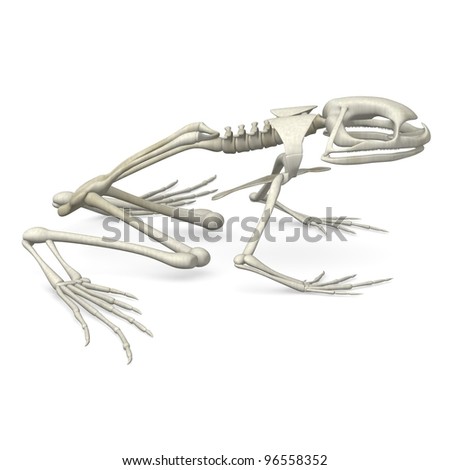 Frog Skeleton Stock Photos, Images, & Pictures | Shutterstock